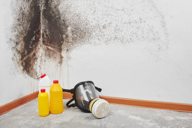 Why You Should Choose Our Mold Remediation Services in Nice, CA